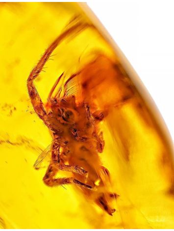 Glossy Amber Stone With Spider Inclusion, image , picture 2