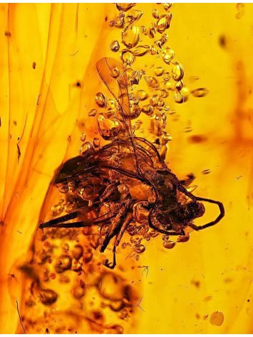 Amber Stone With Fly Inclusion, image , picture 2