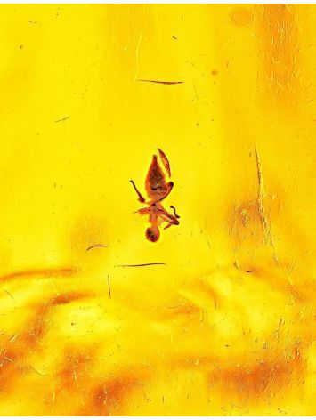 Amber Stone With Insect Inclusion, image , picture 5