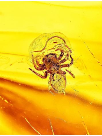 Amber Stone With Spider Inclusion, image , picture 2