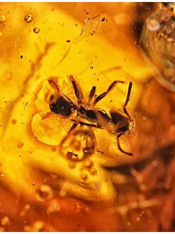 Natural Textured Amber Stone With Ant Inclusion, image , picture 2